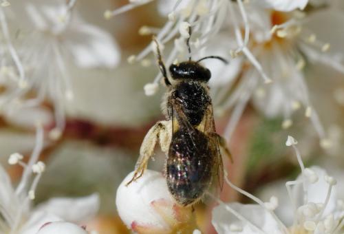 Lasioglossum sp.